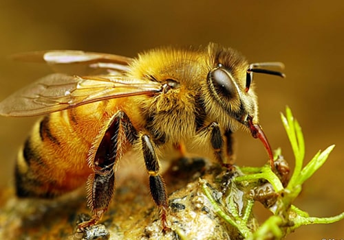 Bee Pest Control Gold Coast