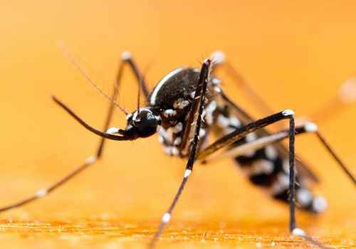 Mosquito Pest Control Services in Gold Coast