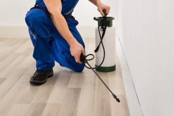 Effective Pest Treatment In Gold Coast