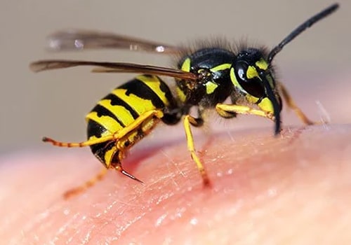 Wasp Control in Gold Coast