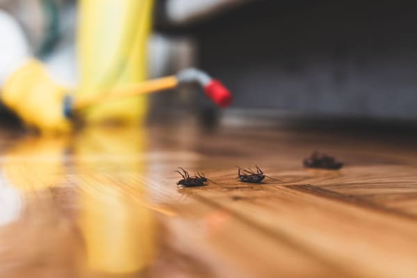 Timely Pest Control Service in Gold Coast