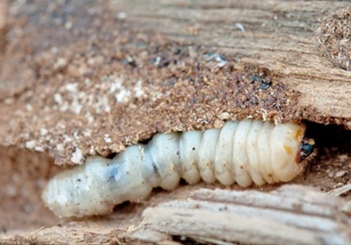 Woodworm Treatments in Gold Coast